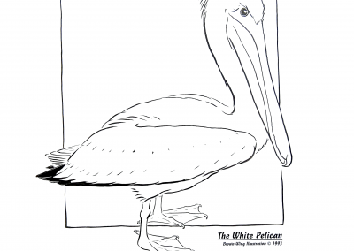 Pelican