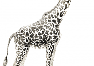 giraffe* w-copyrightcopy copy