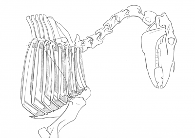 lateral horse skeleton