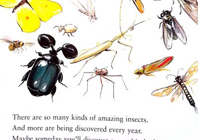 pg 16 insects