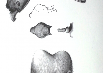 pheidole a