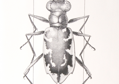 puritan tiger beetle