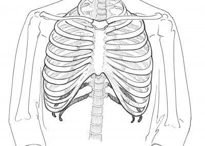 rib cage