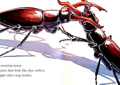 stag beetle