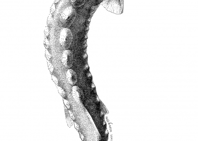 sturgeon dorsal